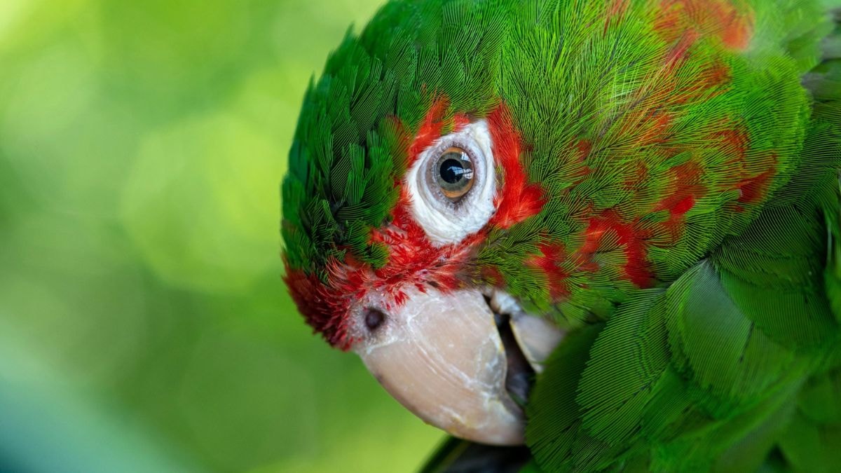 A profile of a brilliant green parrot looking at the viewer