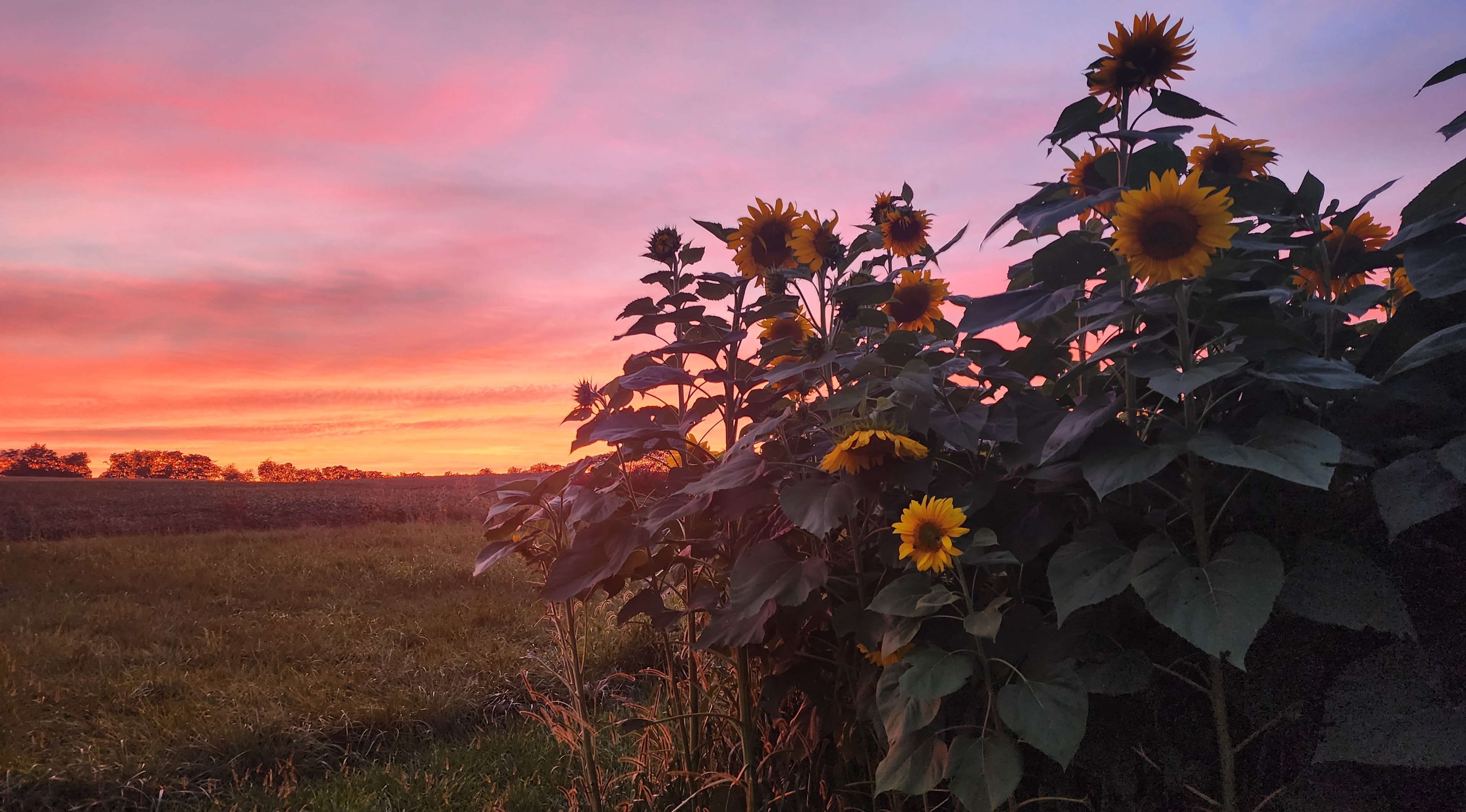 Sunflowers silhouetted against a pink and purple sunset sky