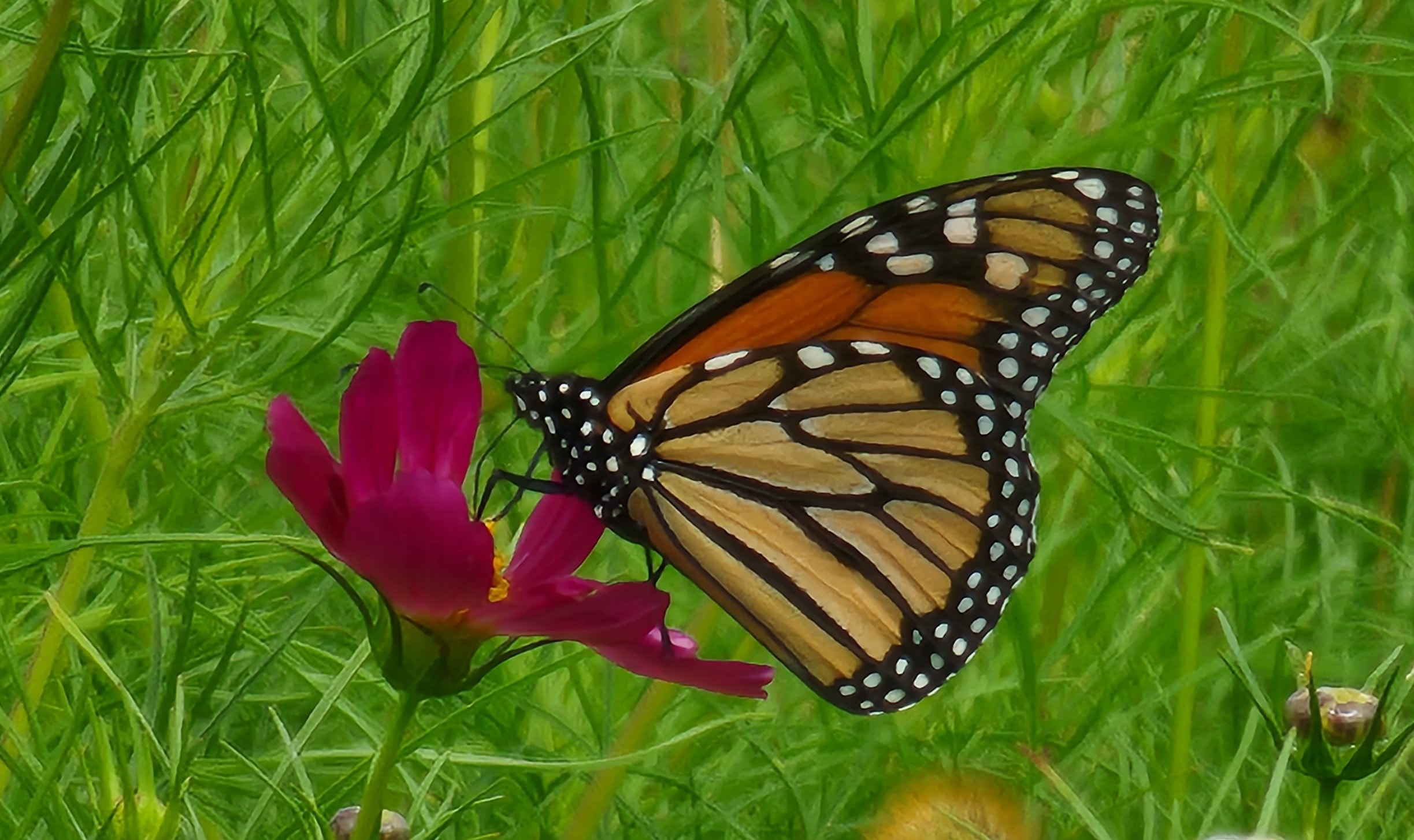 A monarch butterfly resting on cosmos flowers