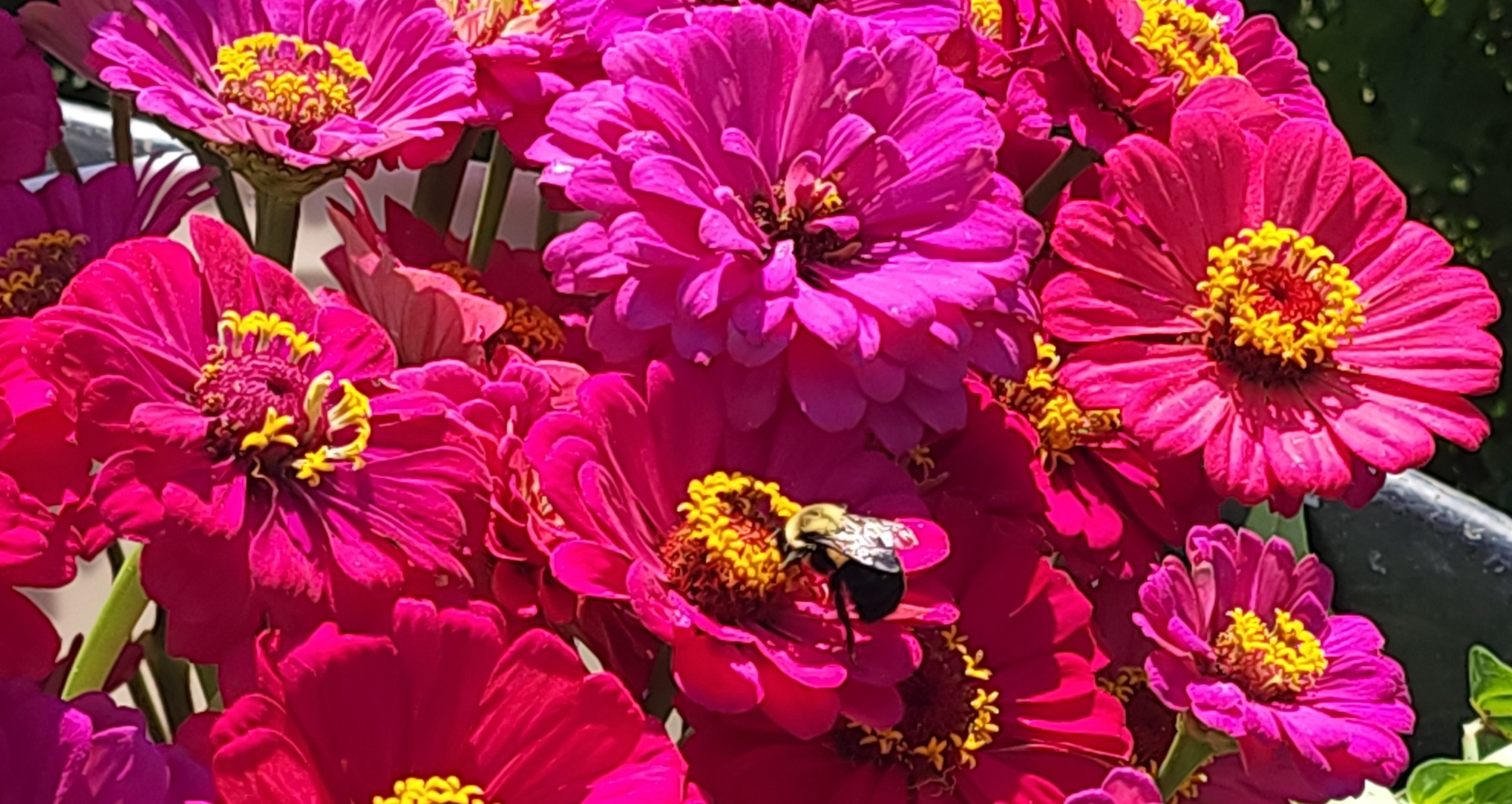A bee foraging on vibrant pink zinnias