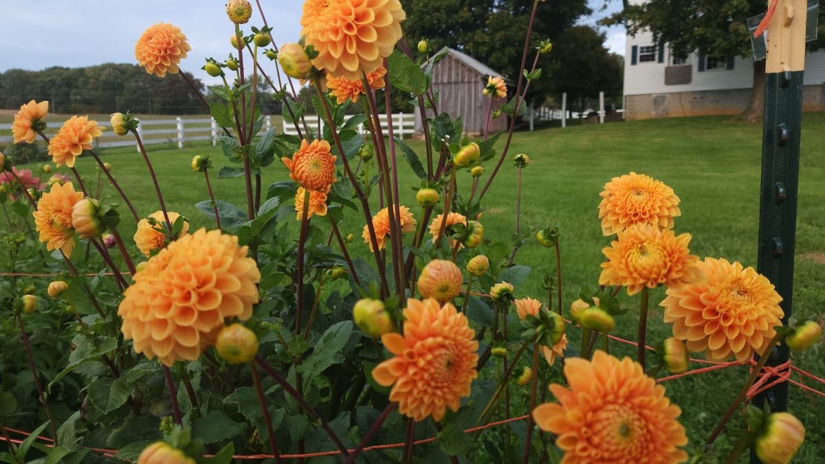 Vibrant Prince of Orange dahlia blooms with the farm barn in the background