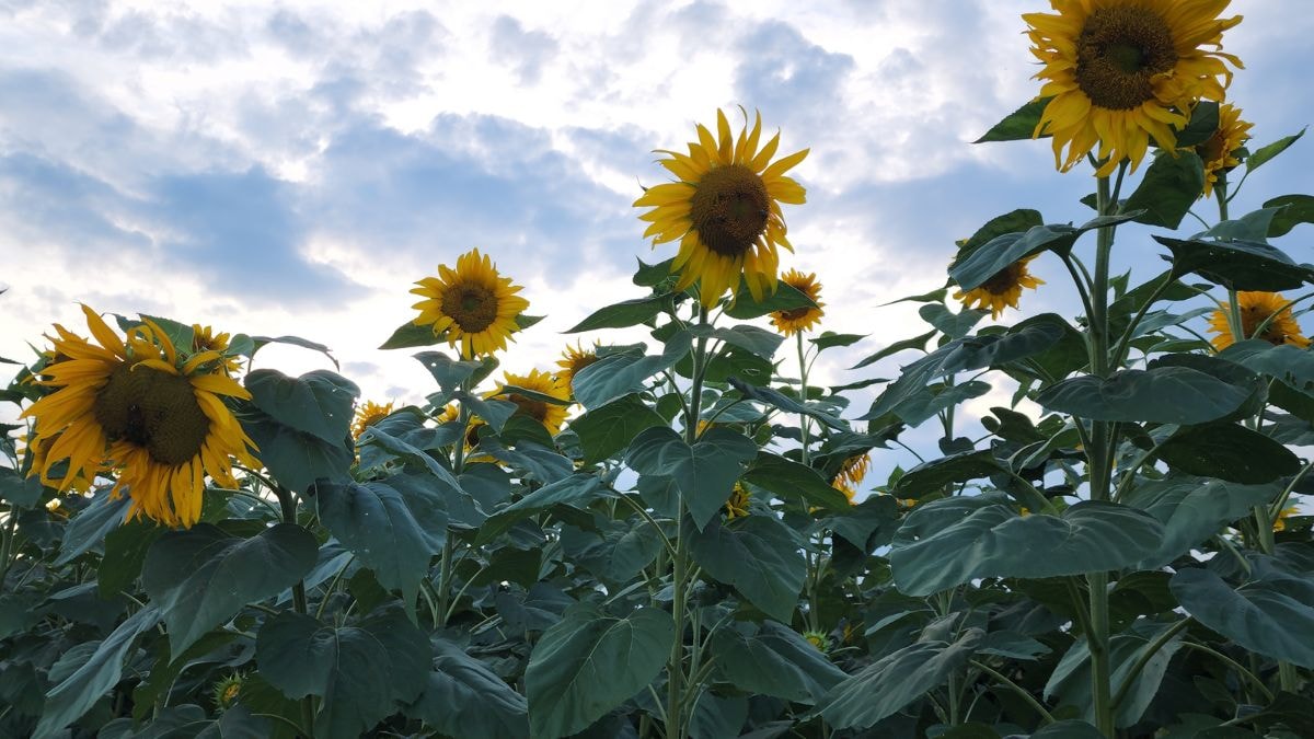 Mammoth Grey Stripe sunflowers reaching toward a dramatic sky