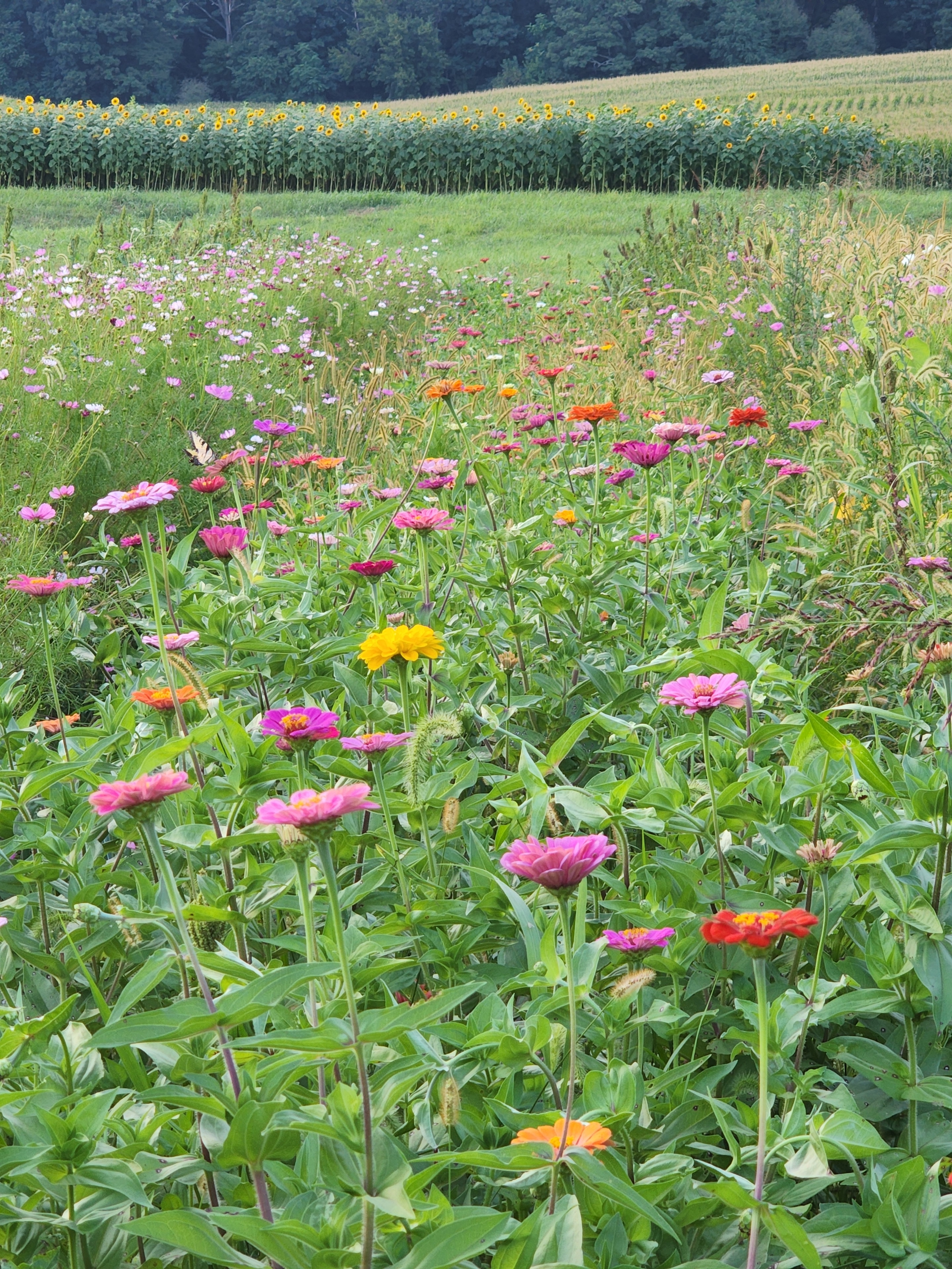 Colorful zinnia flower field at Suellen Barnes's farm in Maryland
