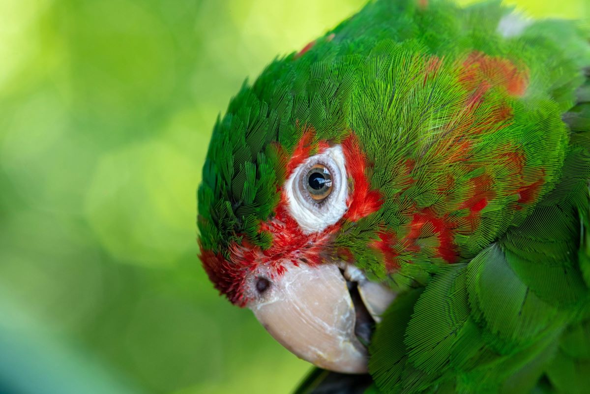 A profile of a brilliant green parrot's head with the eye looking at the viewer.
